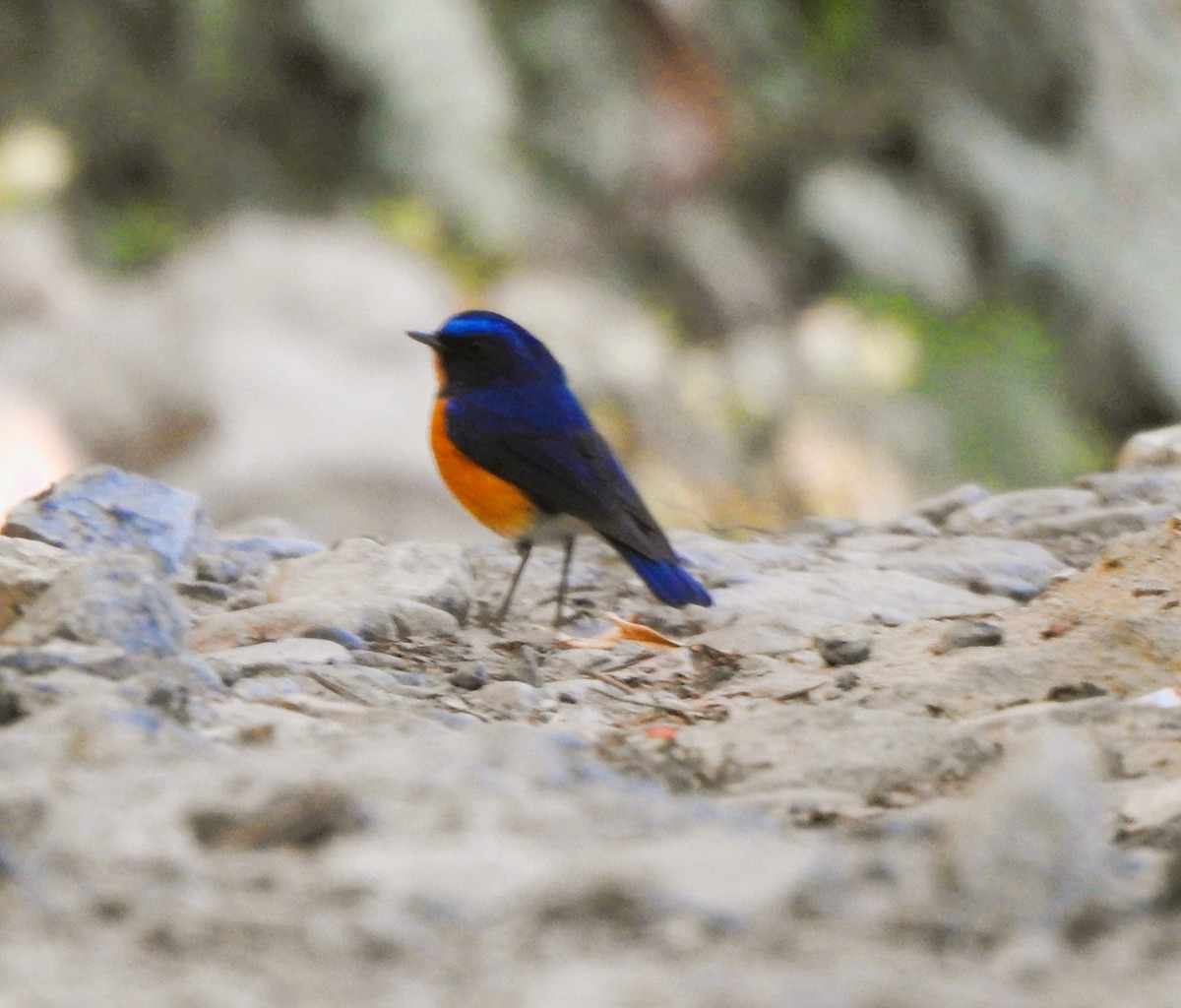 Rufous-breasted Bush-Robin - ML528965901