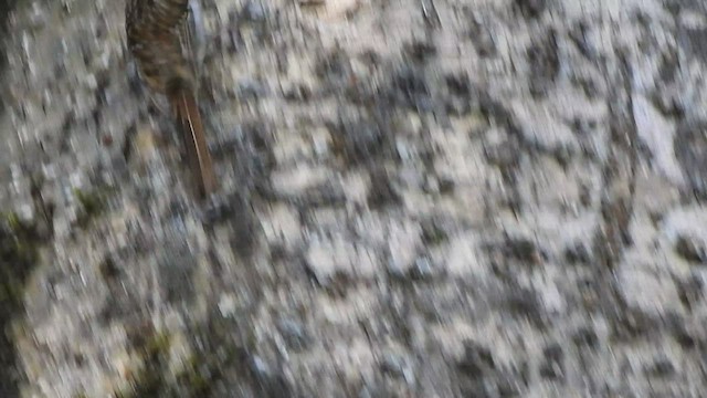 Sikkim Treecreeper - ML528965991