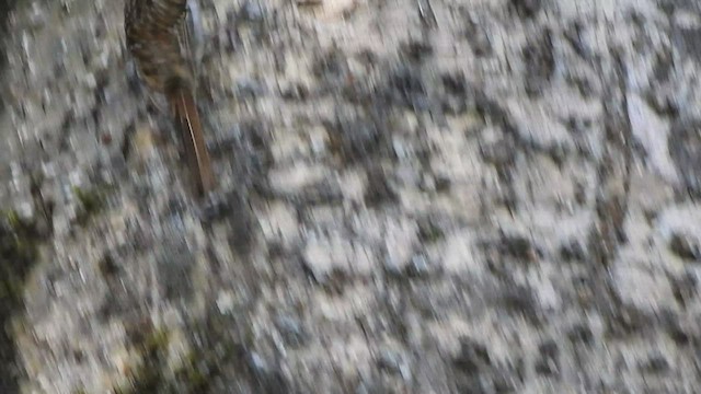 Sikkim Treecreeper - ML528965991