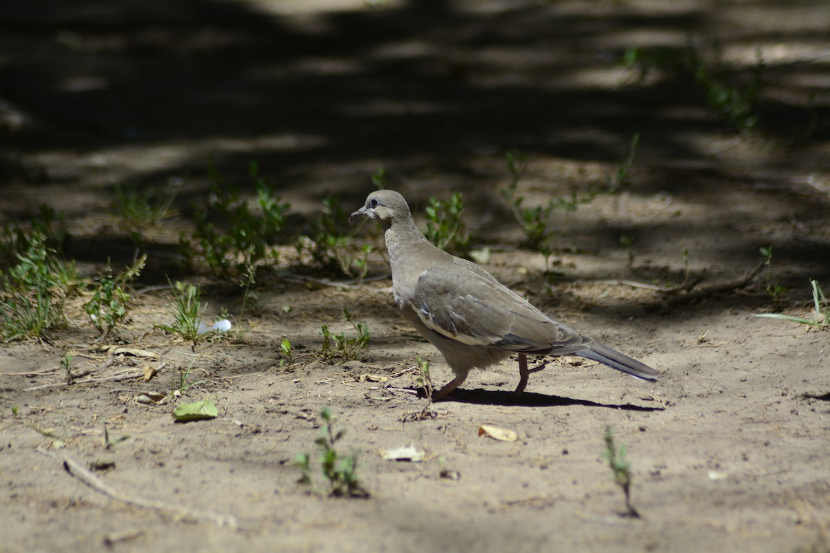 West Peruvian Dove - ML528966421