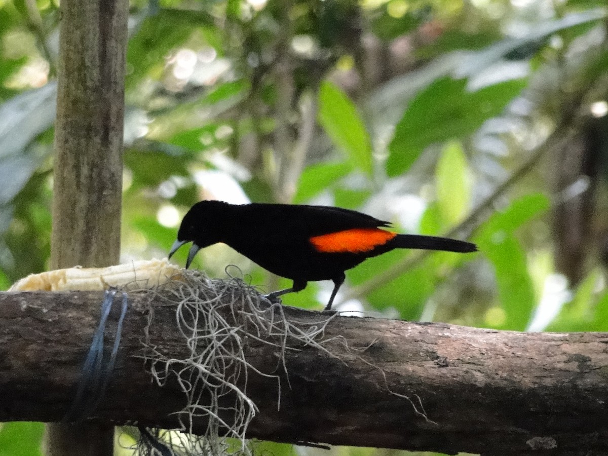 Flame-rumped Tanager - ML52896671