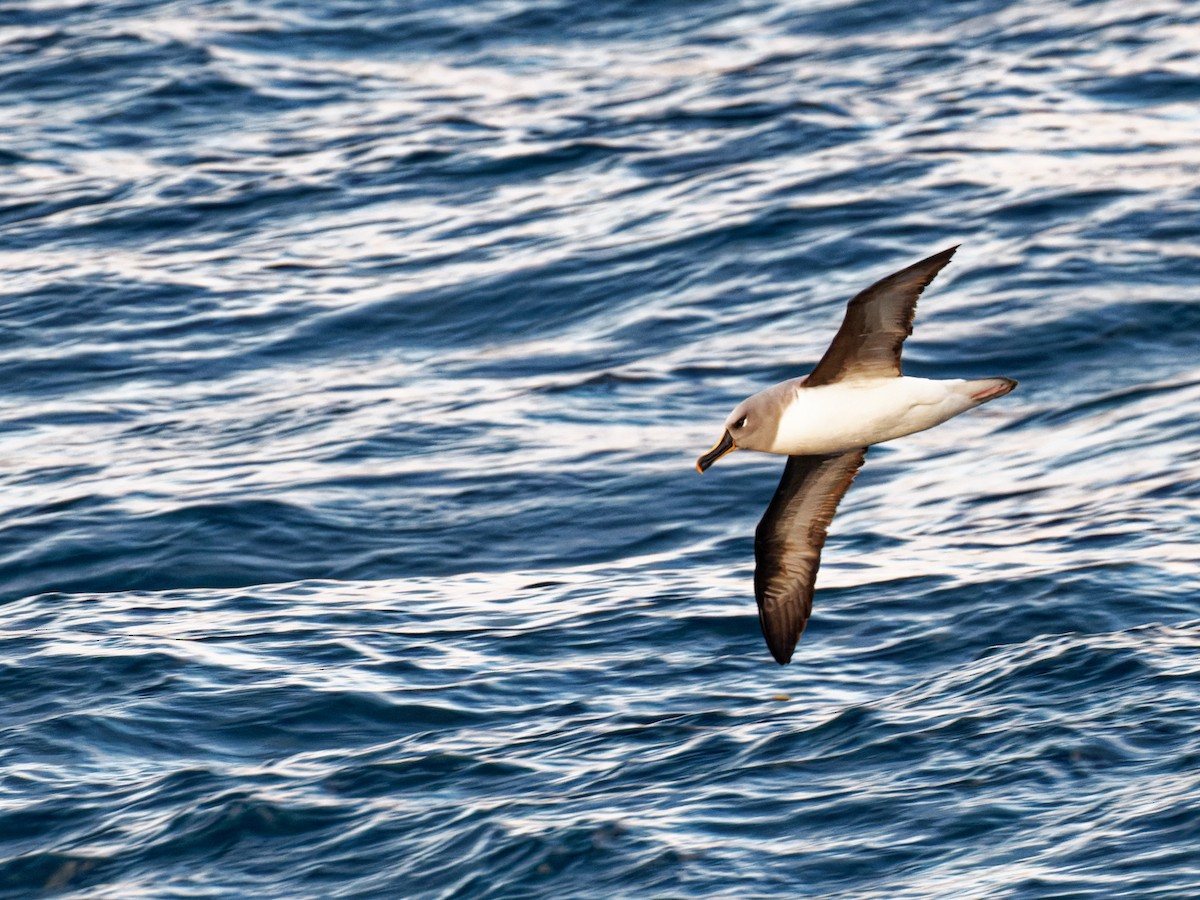 Gray-headed Albatross - ML528966711