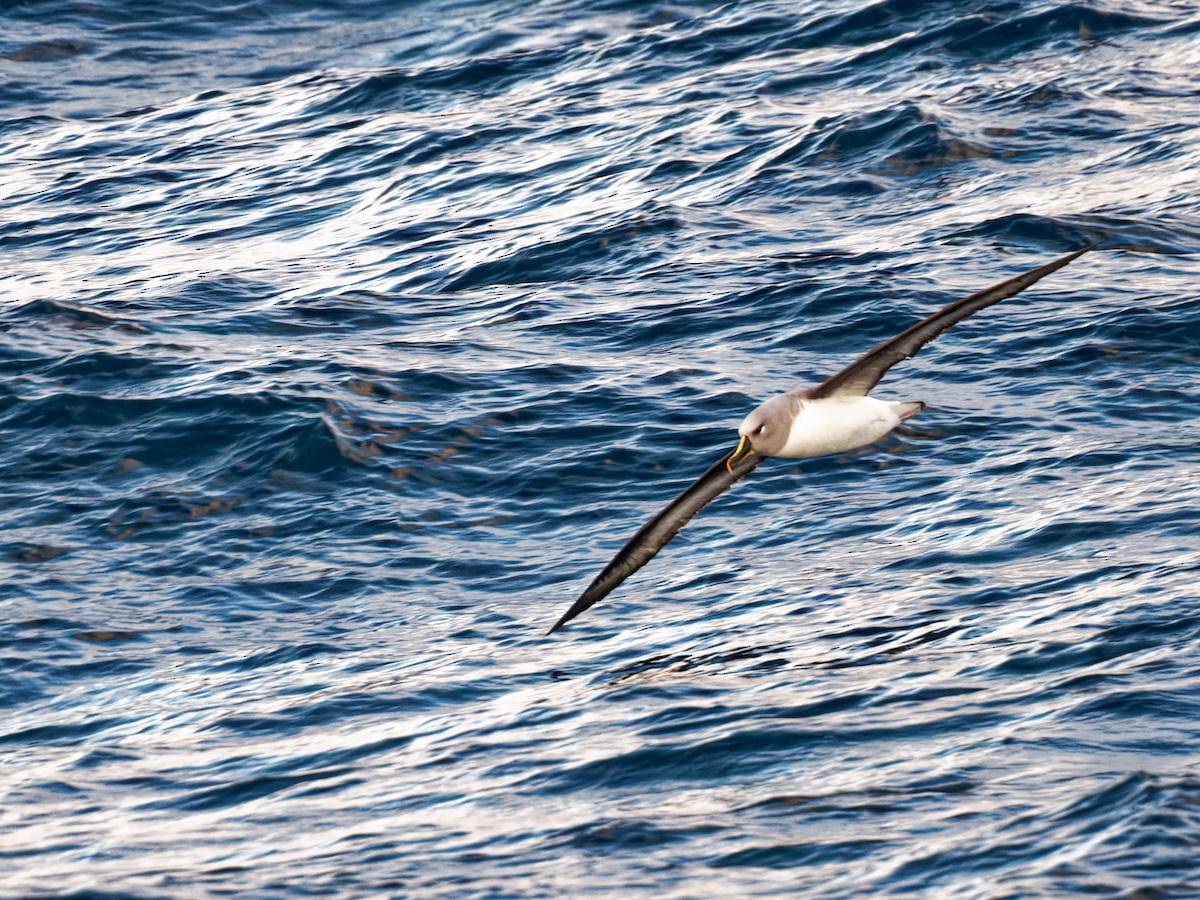 Gray-headed Albatross - ML528966751