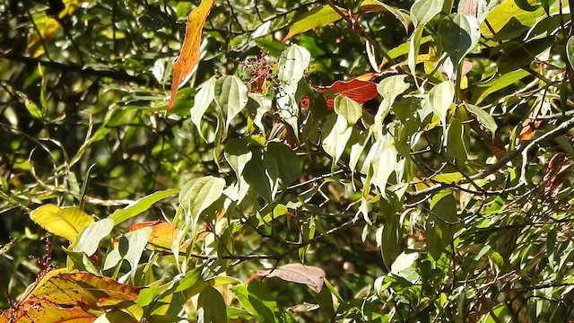 White-browed Fulvetta - ML528966781