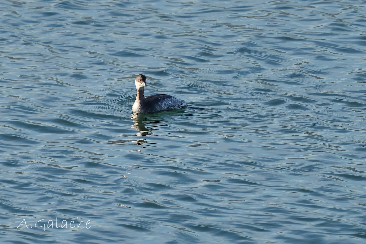 Eared Grebe - ML528967631