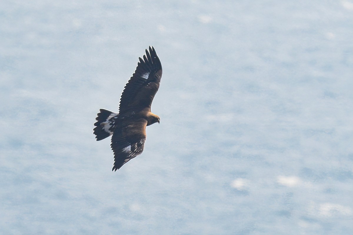 Águila Real - ML528967911