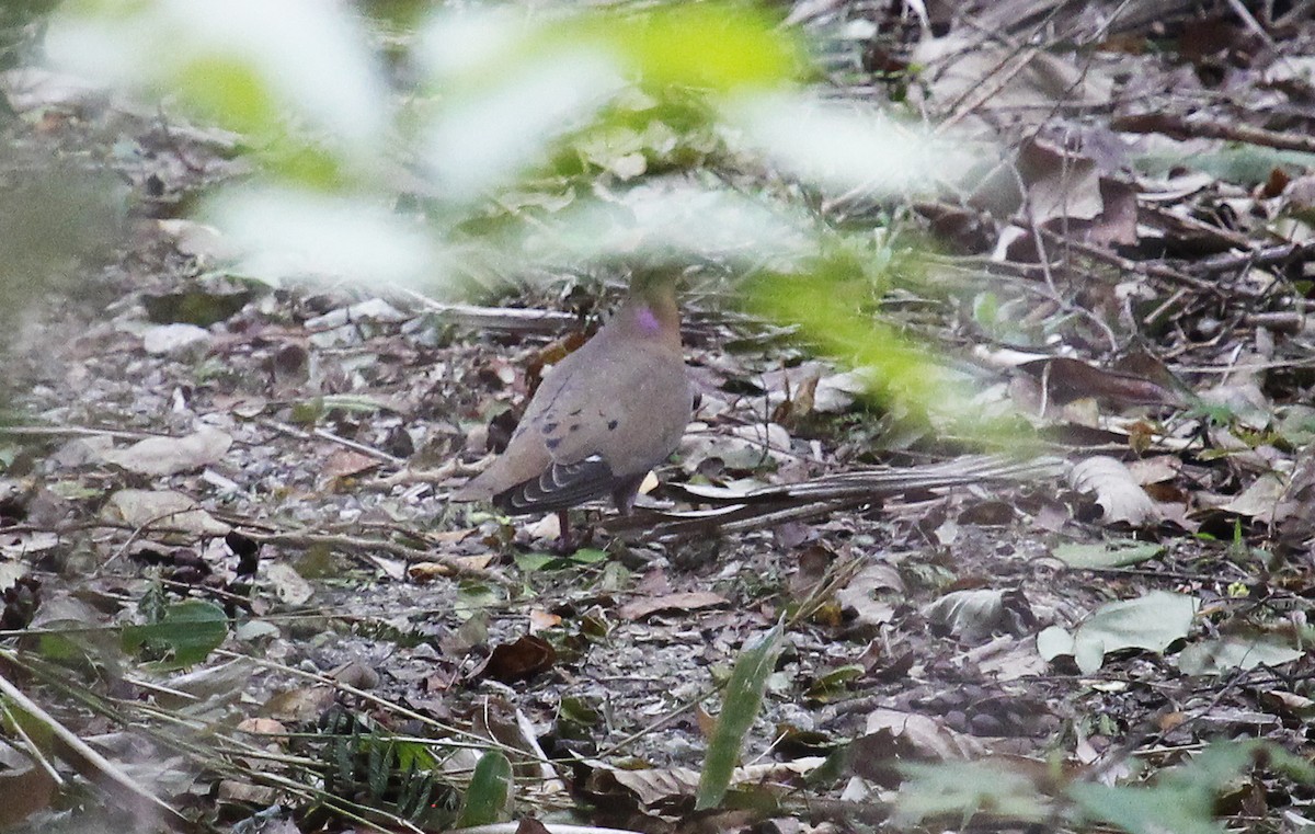 Zenaida Dove - Javier Train