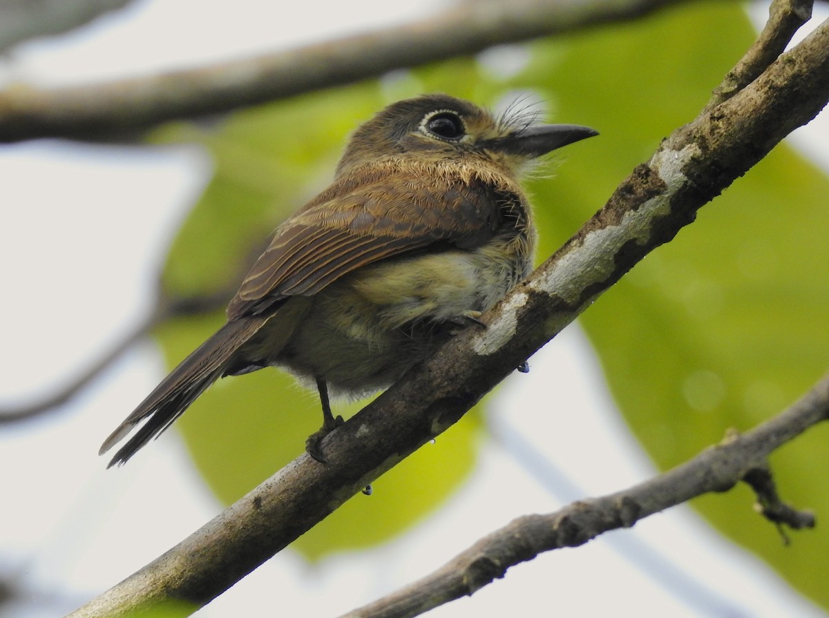 Rusty-breasted Nunlet - ML528969761