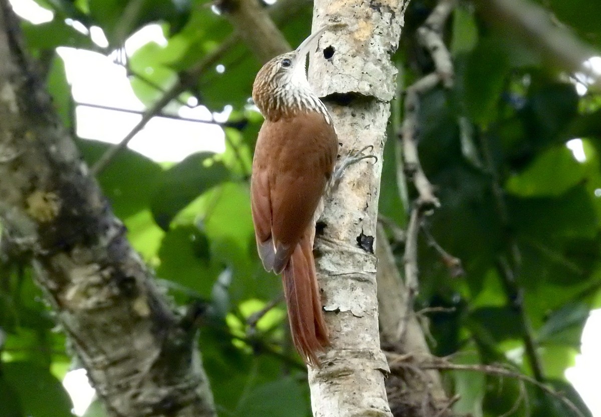 Scaled Woodcreeper - ML528969991