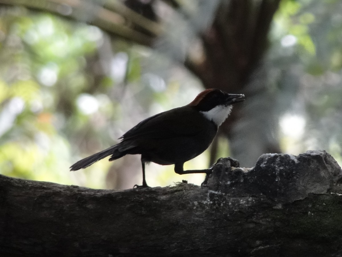 Chestnut-capped Brushfinch - ML52897001