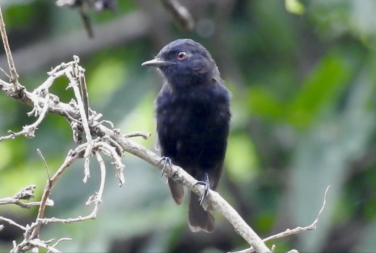 Caatinga Black-Tyrant - Paul Ashley