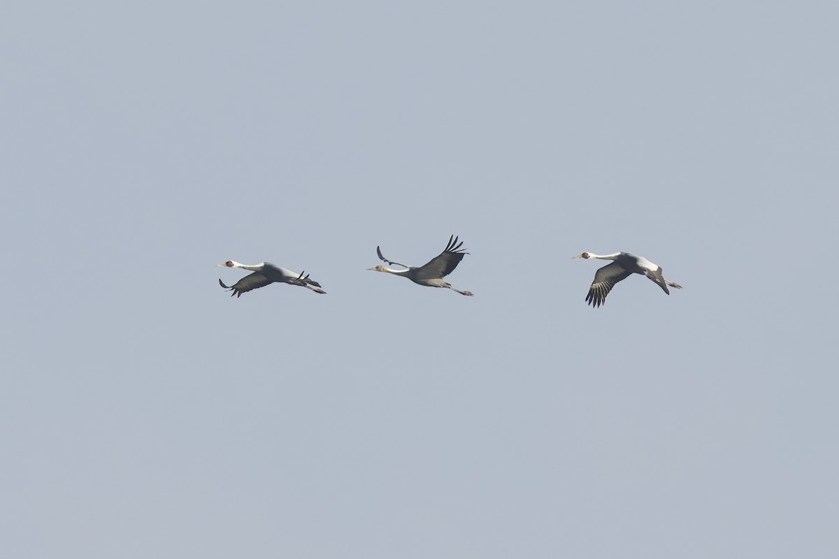 White-naped Crane - ML528970301