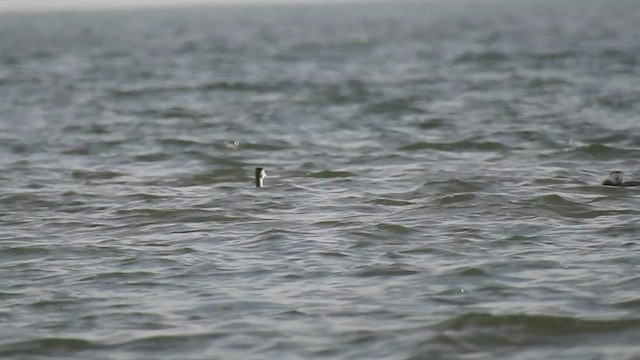 Great Crested Grebe - ML528970441