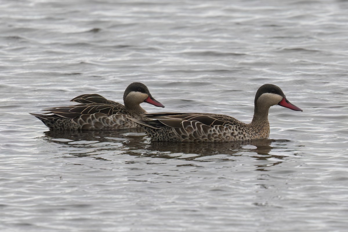 Red-billed Duck - ML528970901