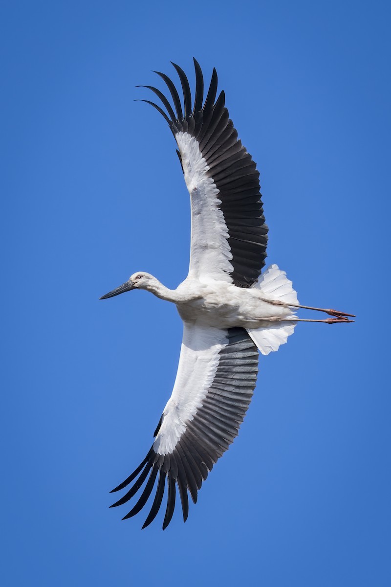 Schwarzschnabelstorch - ML528971421