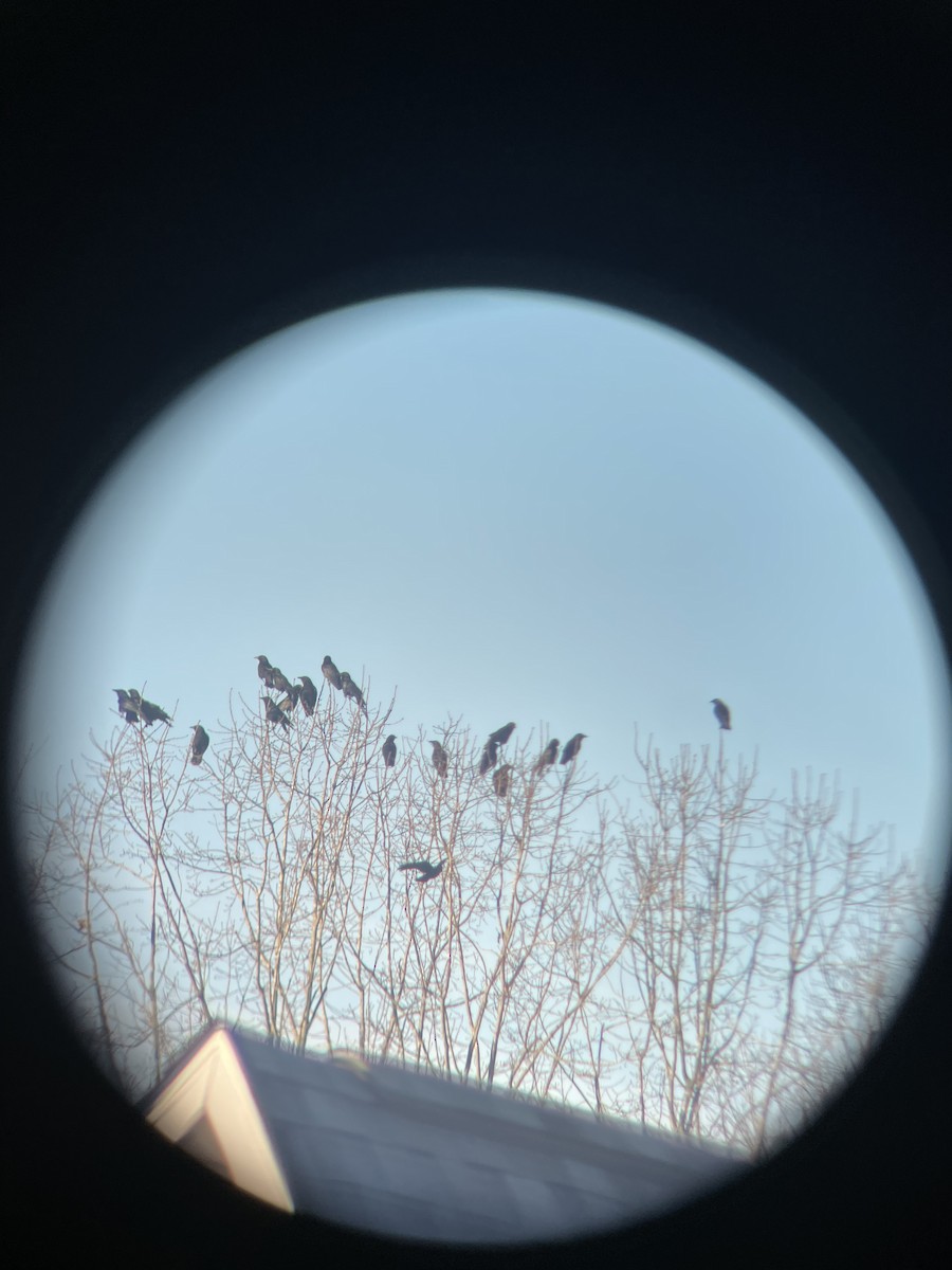 American Crow - ML528971591