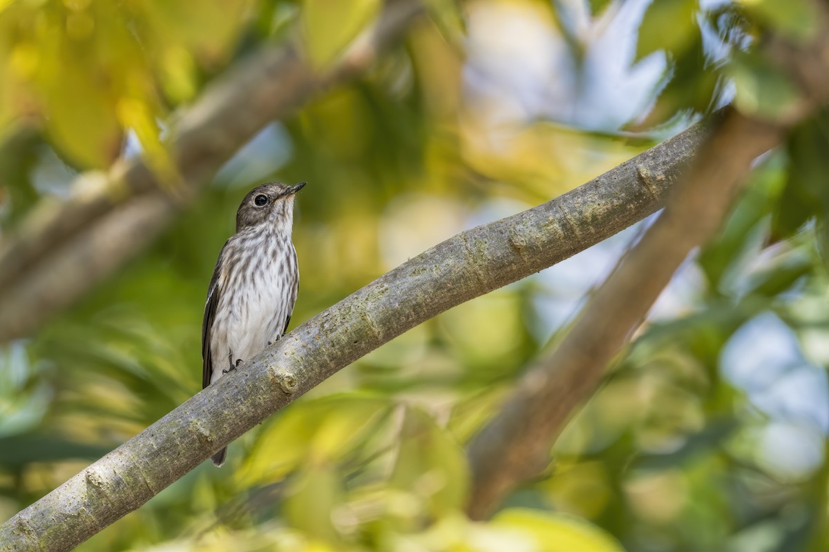 Gray-streaked Flycatcher - ML528971741