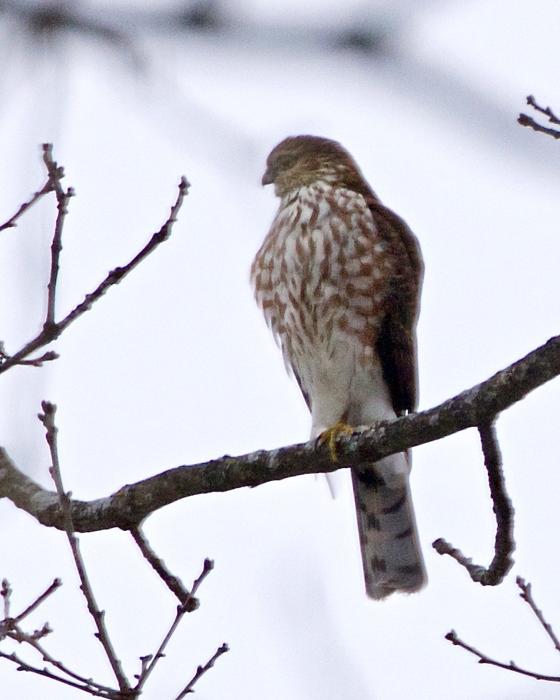 Sharp-shinned Hawk - Jack & Holly Bartholmai