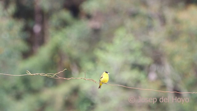 Andean Siskin - ML528972441