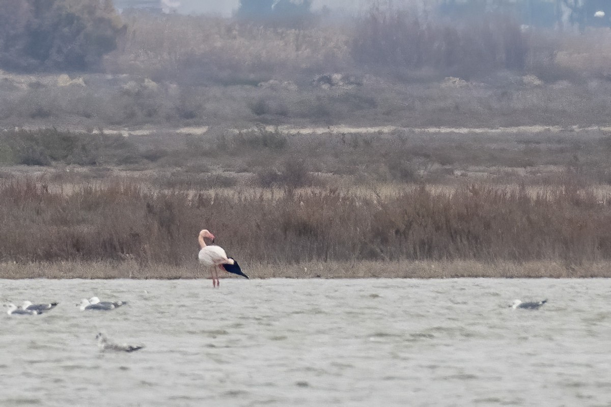 Greater Flamingo - Göktuğ  Güzelbey