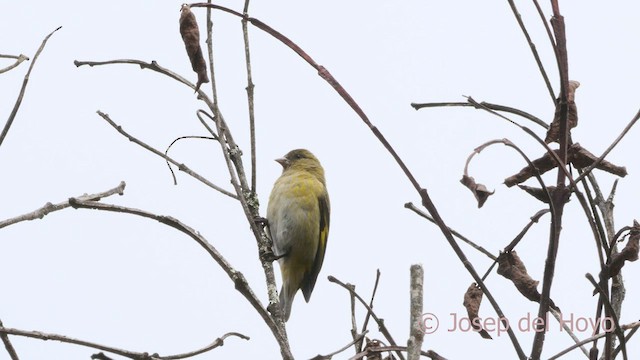 Andean Siskin - ML528973041