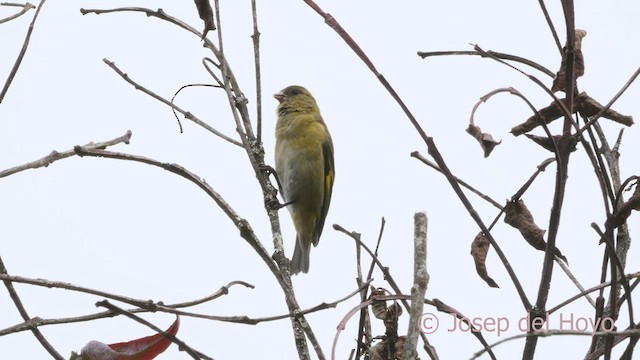 Andean Siskin - ML528973581