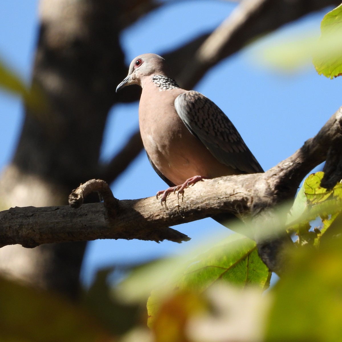 Spotted Dove - ML528974021