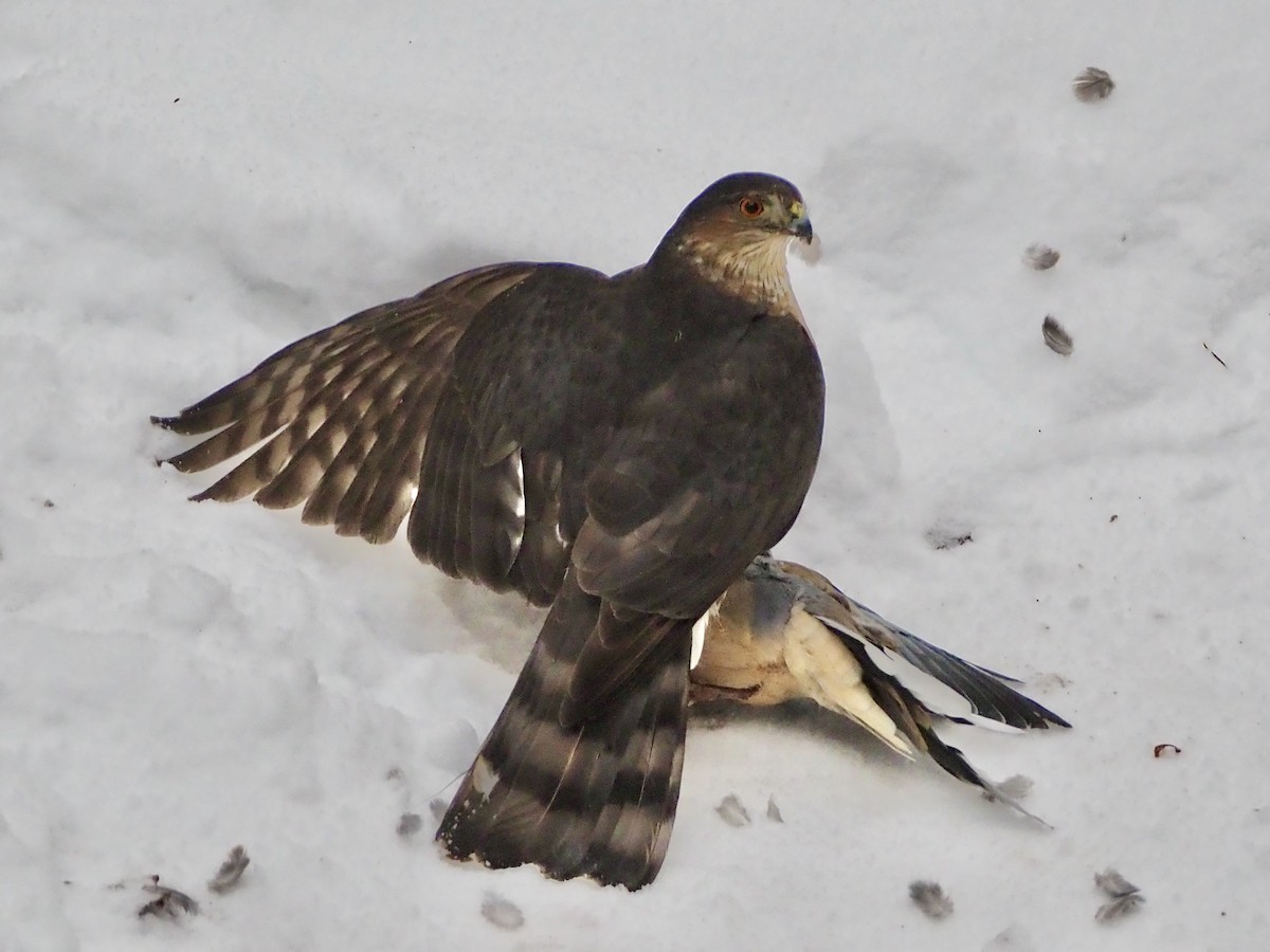 Sharp-shinned Hawk - ML528974841