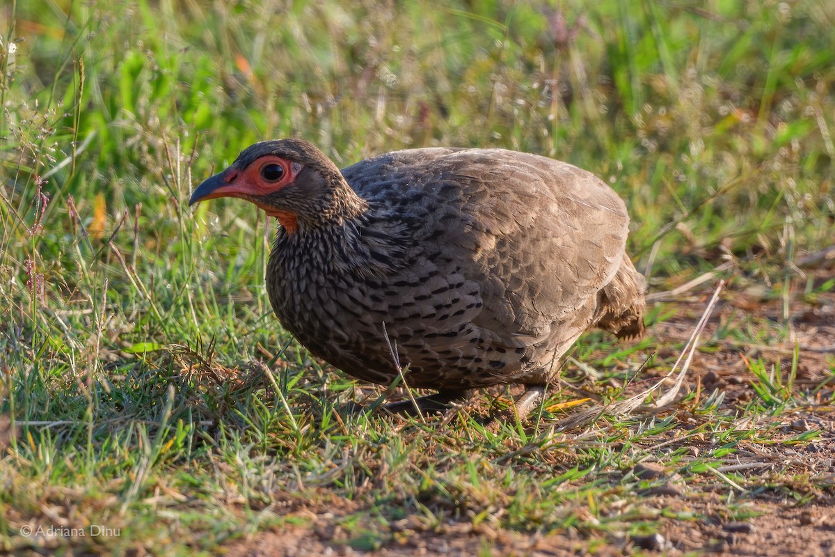 Swainson's Spurfowl - ML528975591