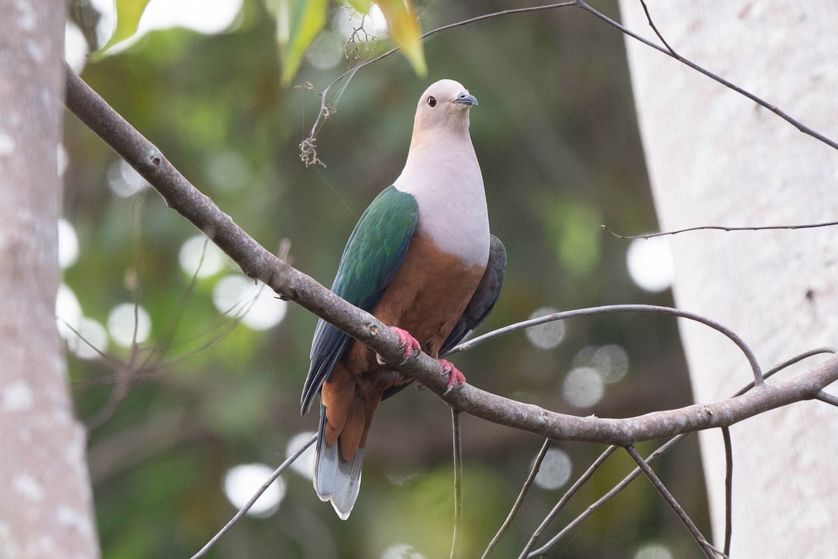 Cinnamon-bellied Imperial-Pigeon - John Hiles