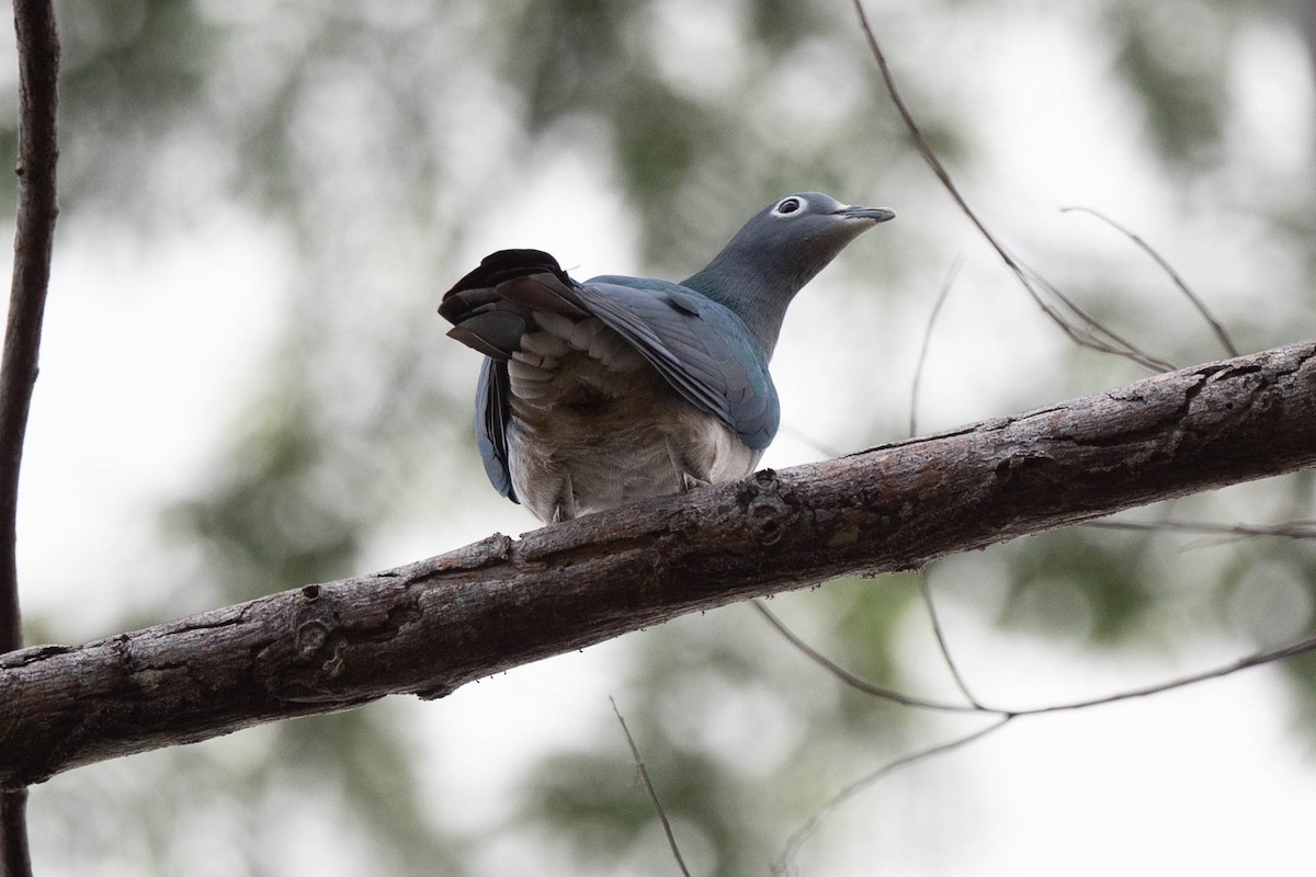 Spectacled Imperial-Pigeon - John Hiles