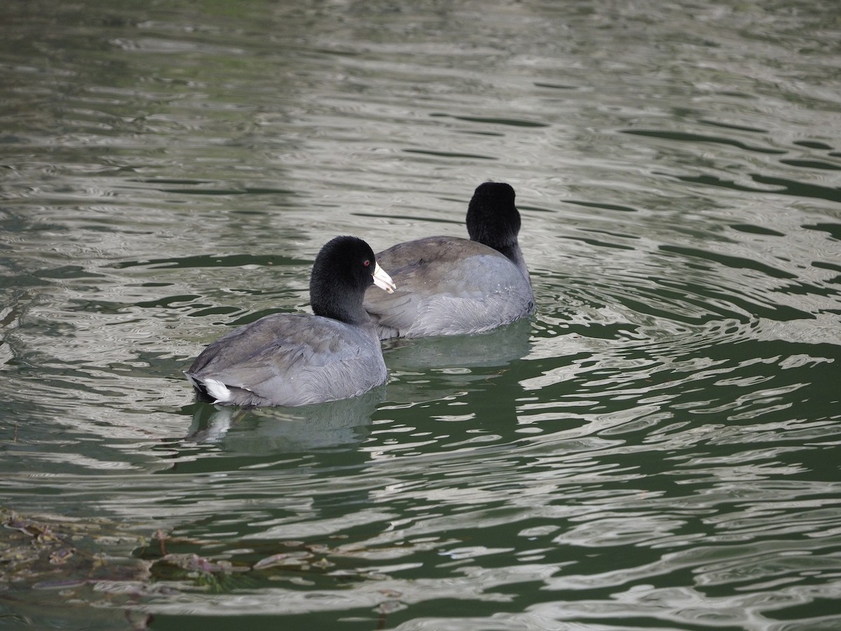 American Coot - ML528976381