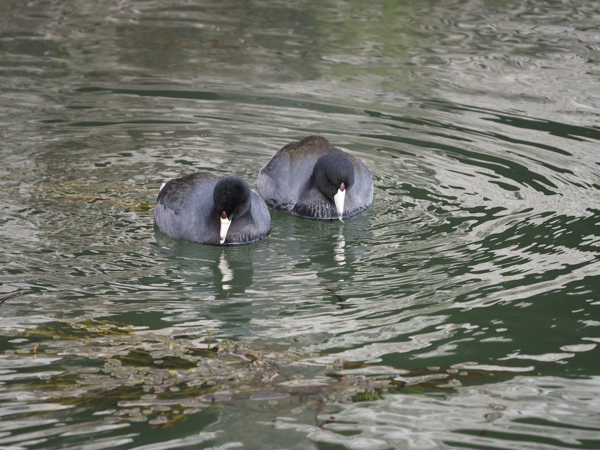 American Coot - ML528976631