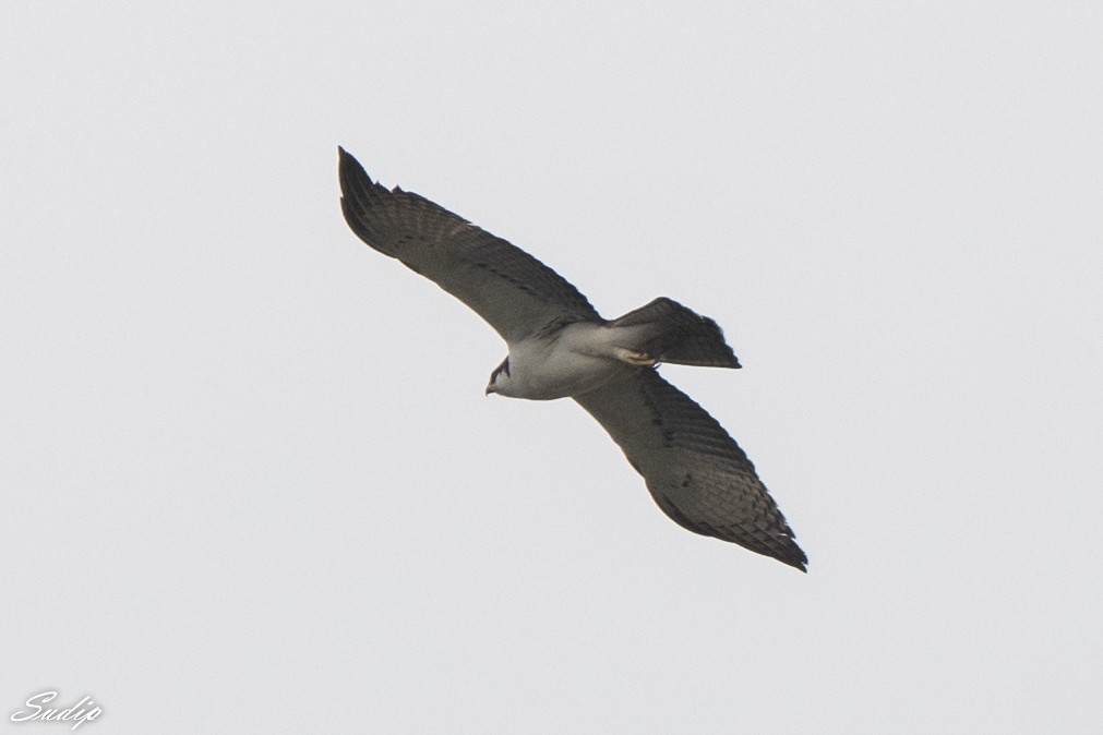 Rufous-bellied Eagle - ML528978641