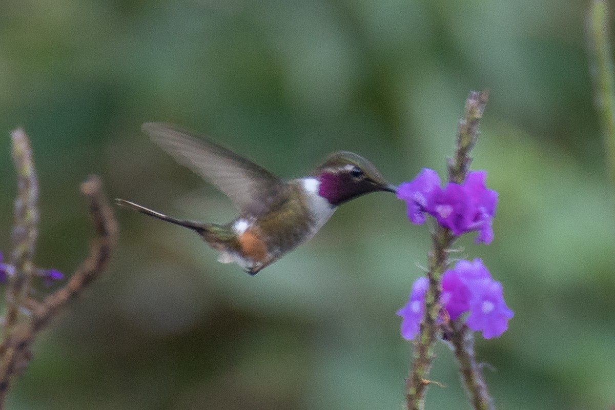 Colibrí Magenta - ML528979941