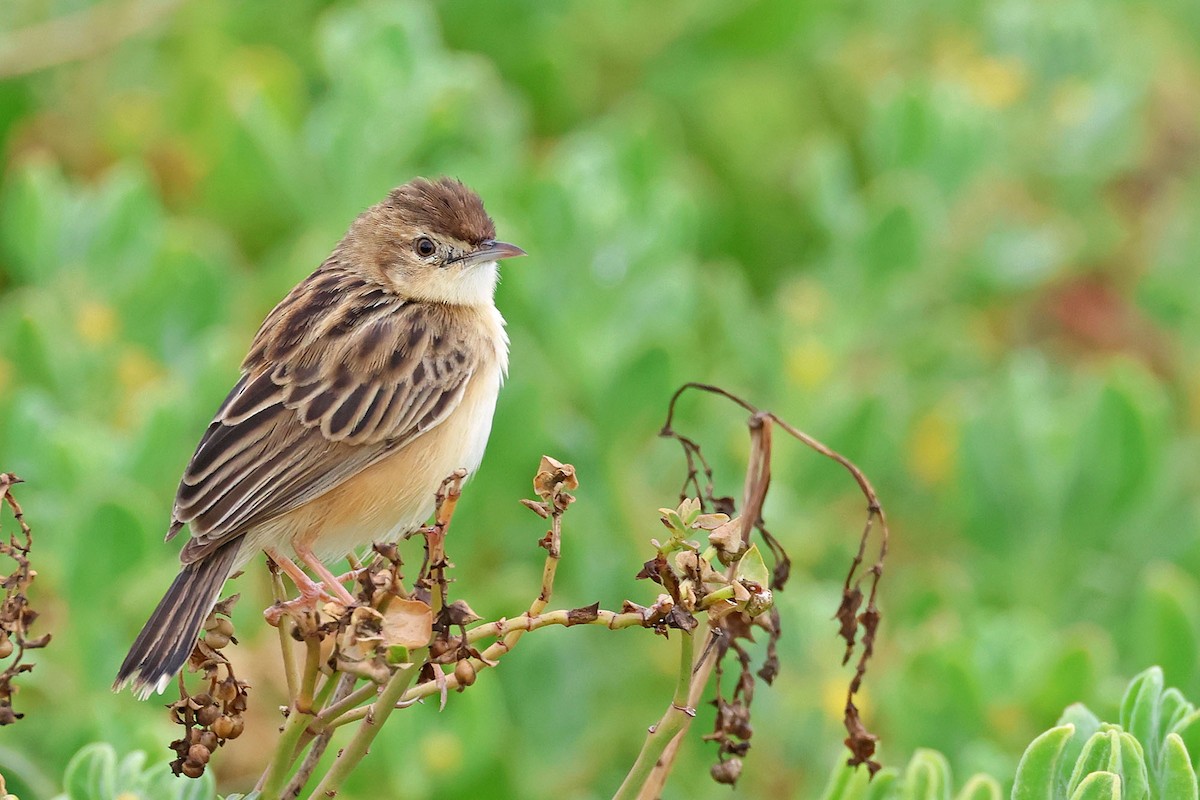 Zitting Cisticola (African) - Trevor Hardaker