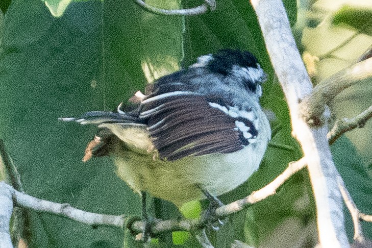 Rusty-winged Antwren - ML528980291