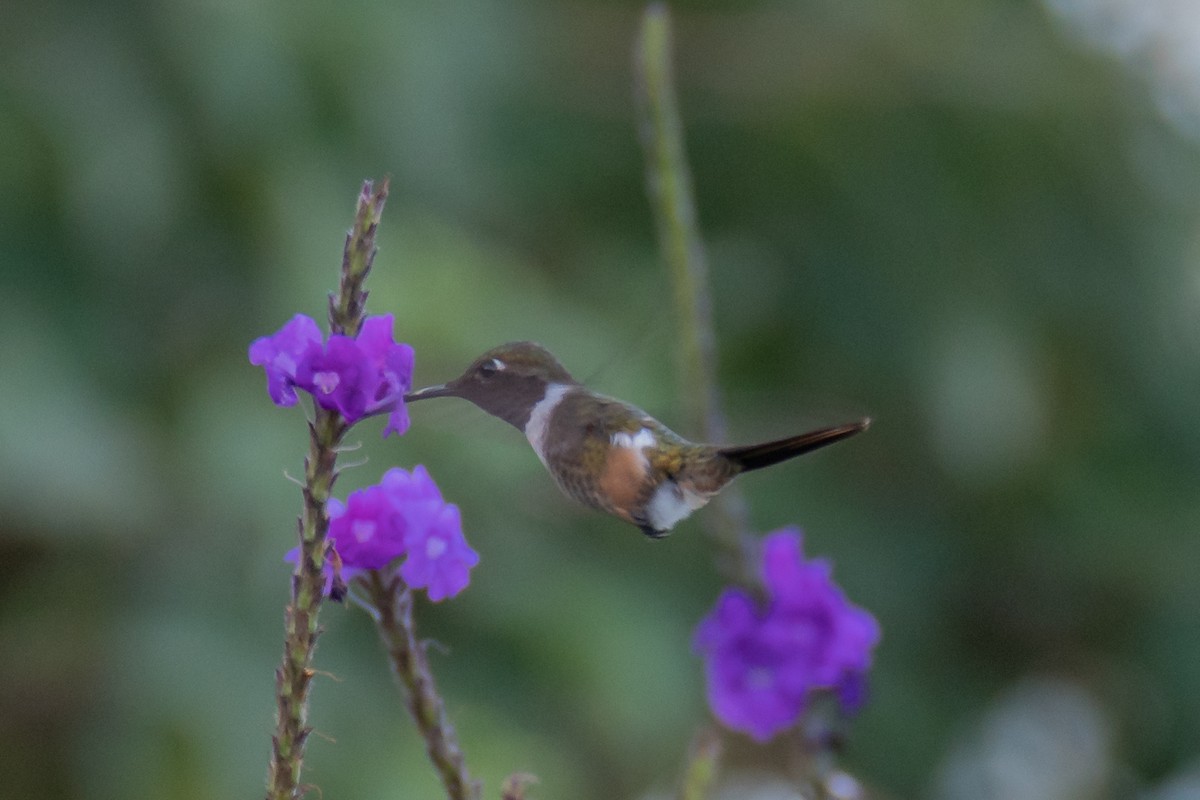 magentakolibri - ML528980621