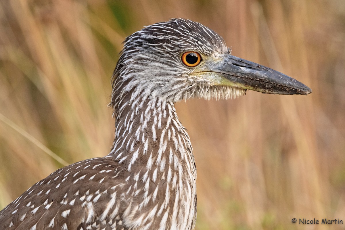 Yellow-crowned Night Heron - ML528980941