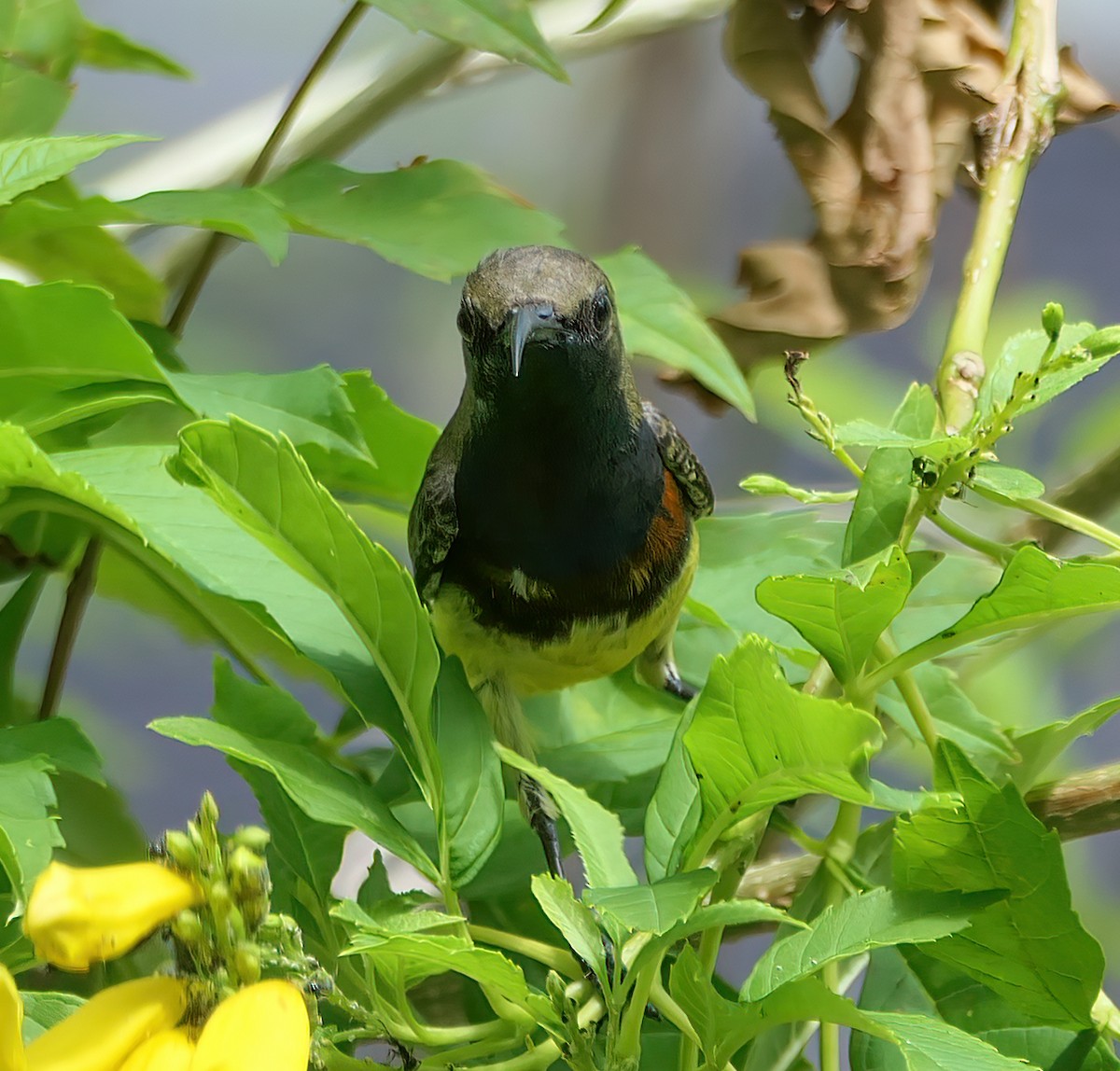 Ornate Sunbird - ML528982361