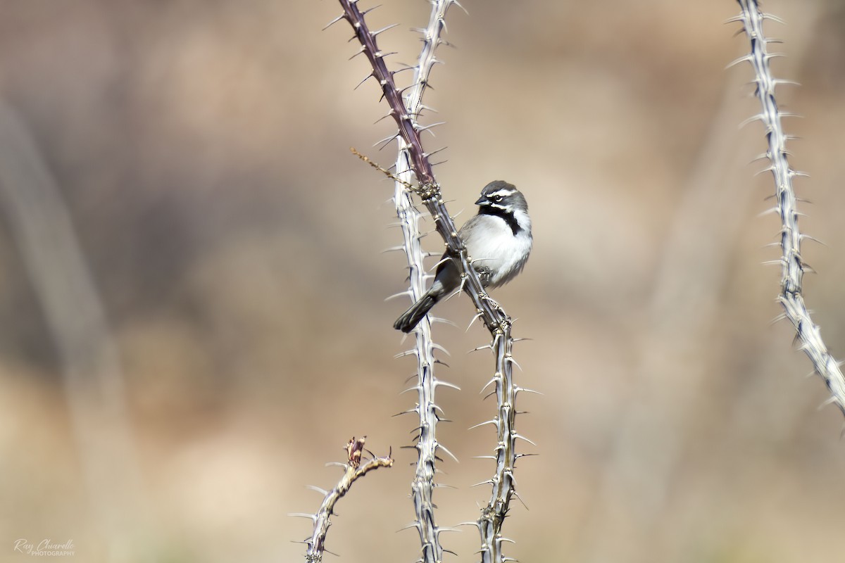 Black-throated Sparrow - ML528982611