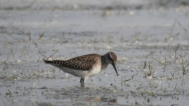 Wood Sandpiper - ML528984611