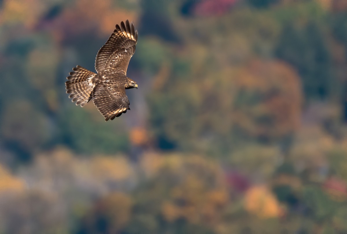 Red-shouldered Hawk - ML528986501