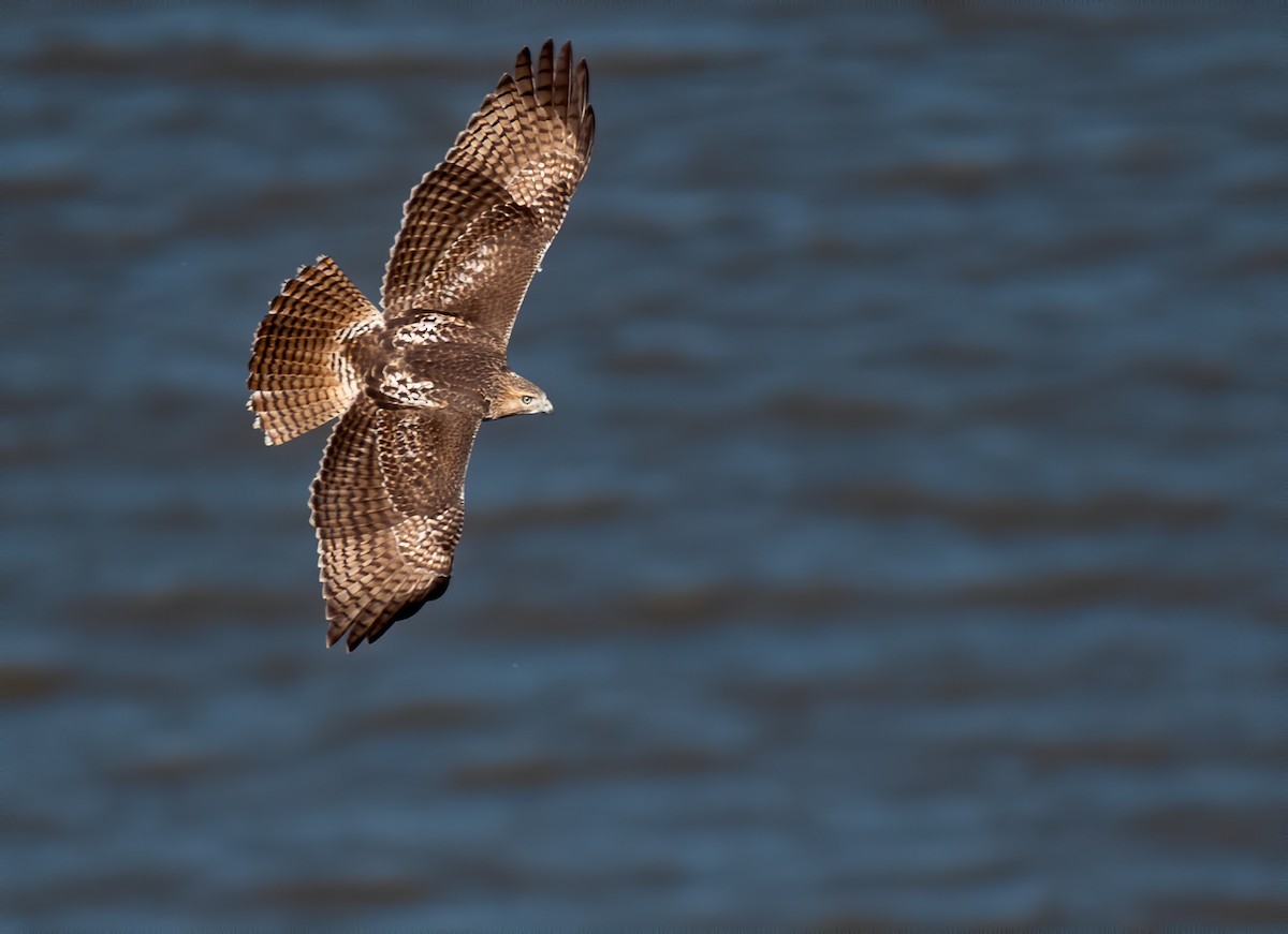 Red-shouldered Hawk - ML528986511