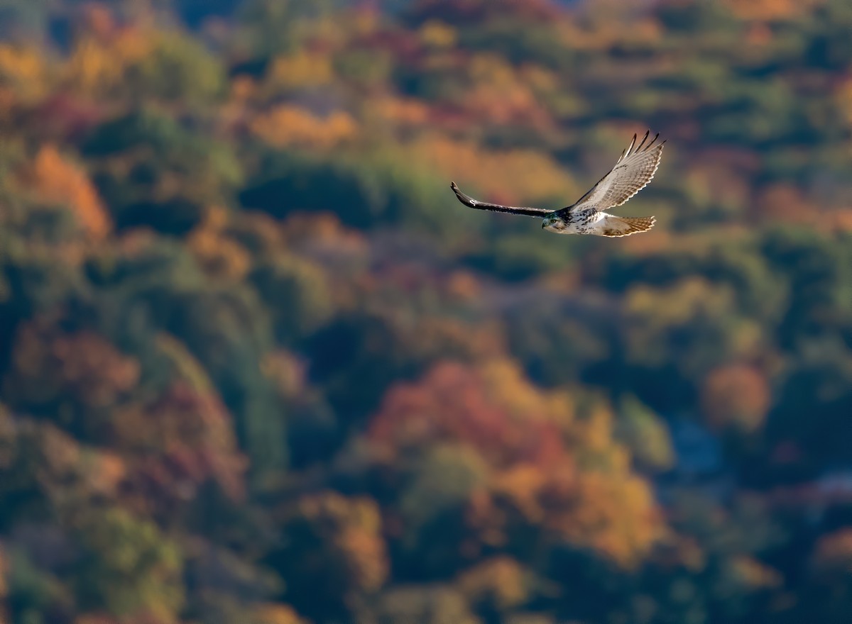 Red-tailed Hawk - ML528986671