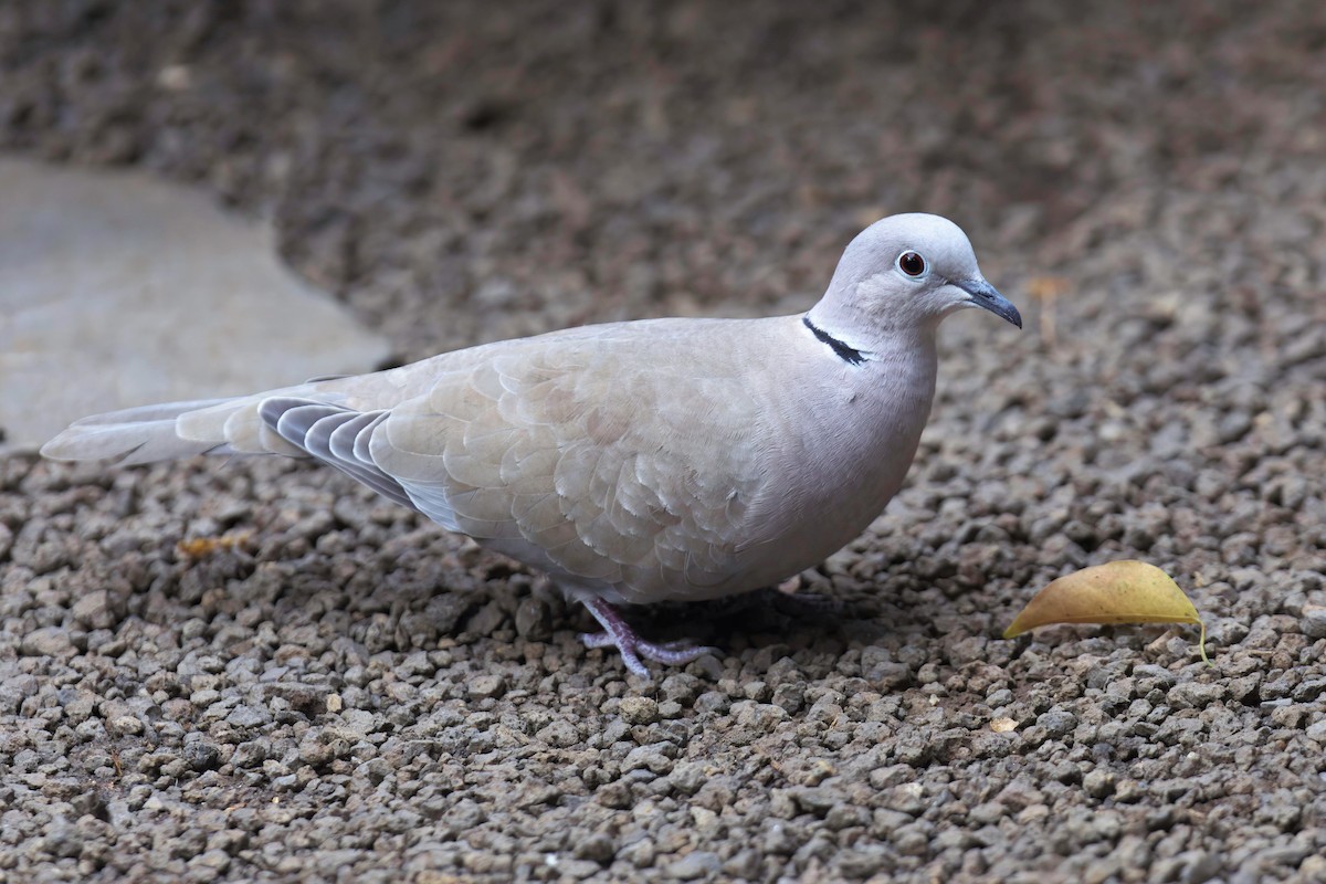 African Collared-Dove - ML528986711