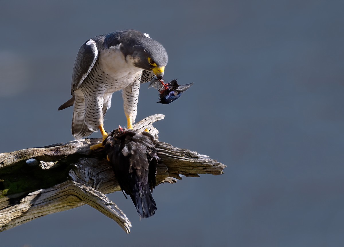 Peregrine Falcon - ML528987111