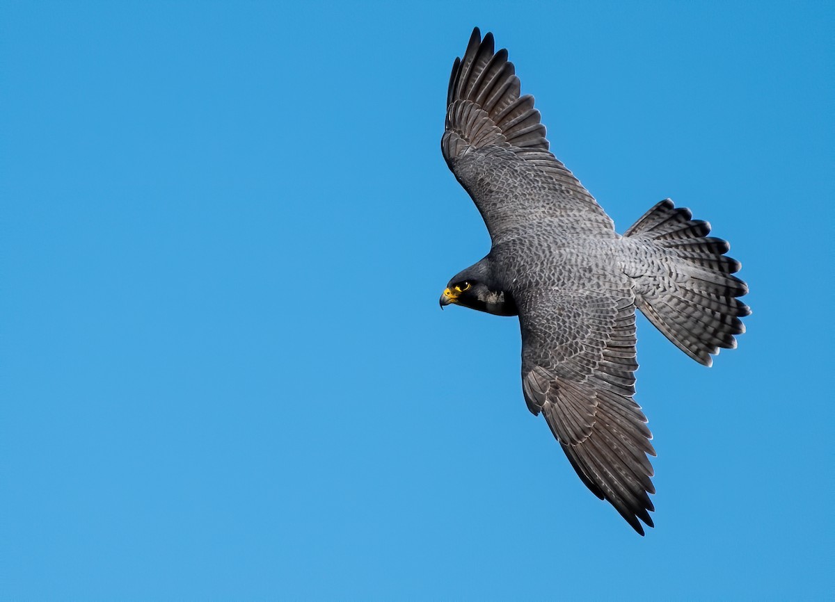 Peregrine Falcon - ML528987121