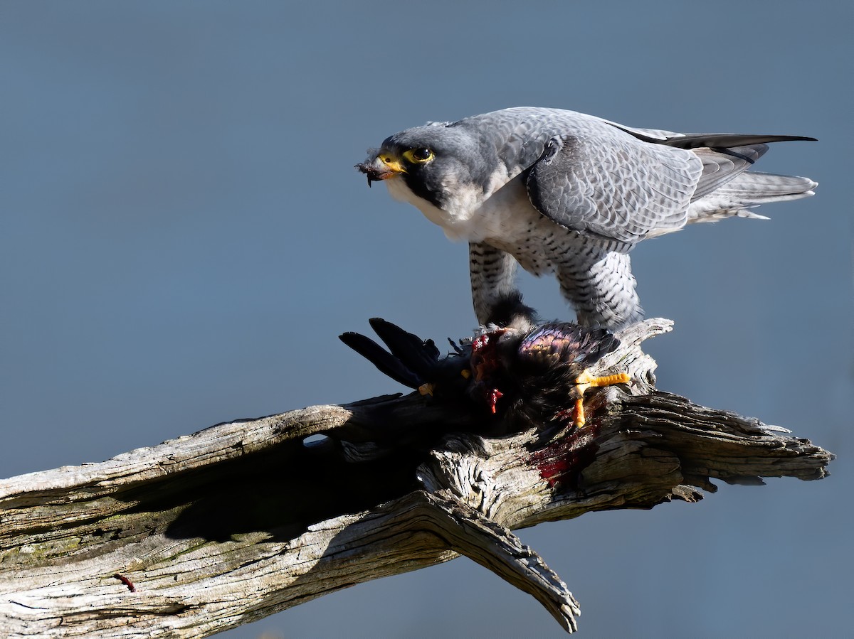 Peregrine Falcon - ML528987141