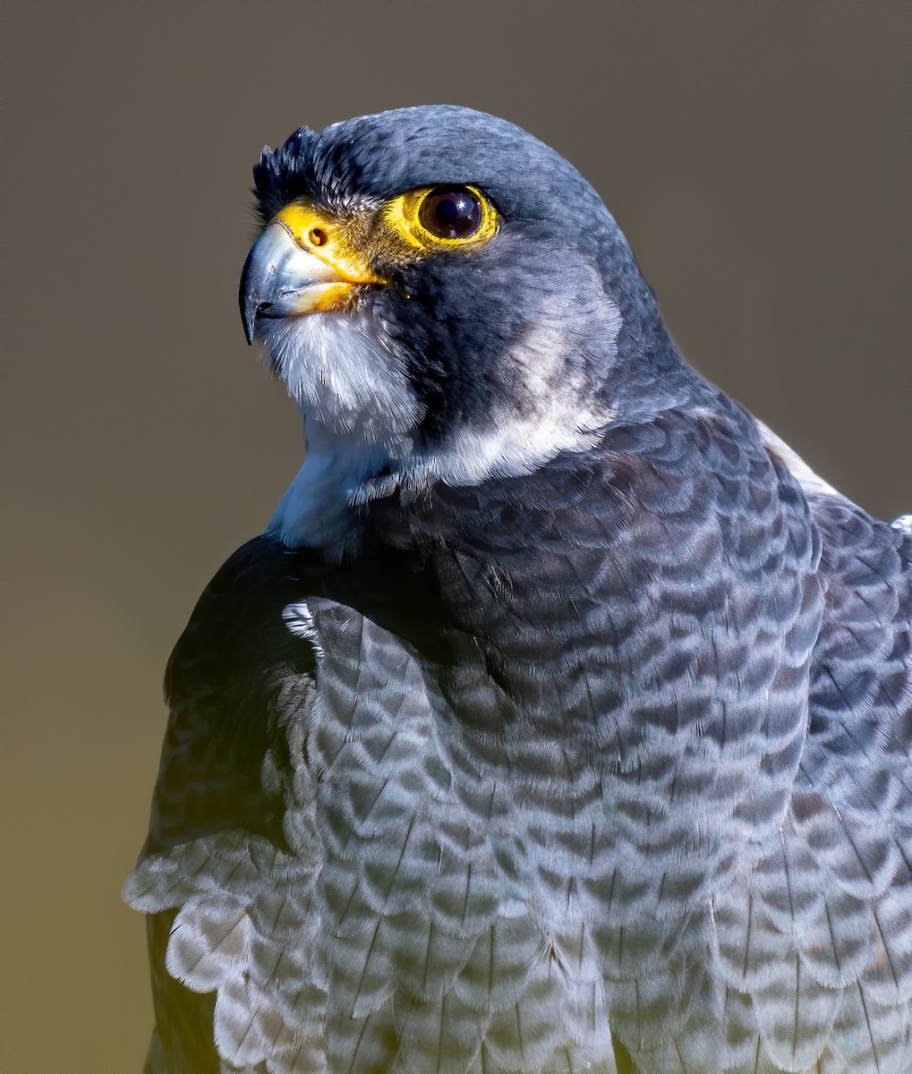 Peregrine Falcon - ML528987151